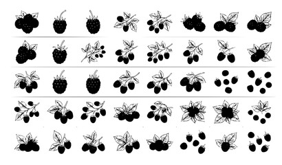 Obraz premium Wild Blackberry Fruit and Leaf Botanical Illustration Vector Collection