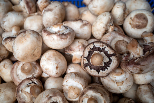 Fresh white button mushrooms (Agaricus bisporus), commonly known as jamur kancing, featuring smooth round caps and one flipped specimen revealing its characteristic dark gills and central stem
