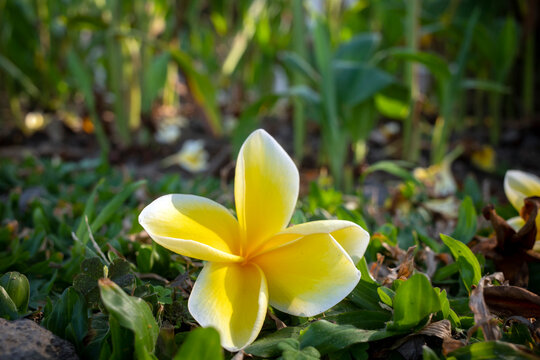 Kamboja flower (Plumeria), also known as Lei flowers and Frangipani, in shallow focus on green grass
