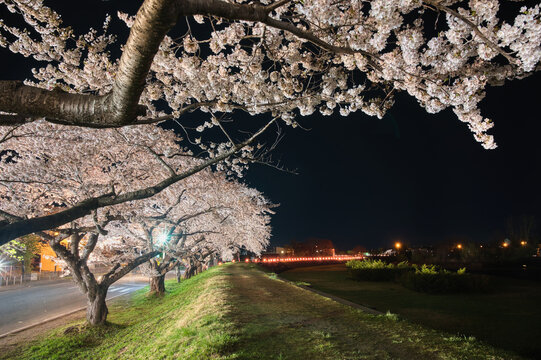 桜のトンネル、静かな夜