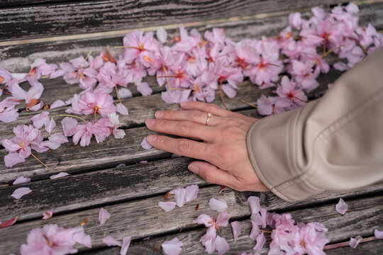 Person hand rests on rustic wooden bench scattered with vibrant cherry blossom petals during a peaceful spring day outdoors