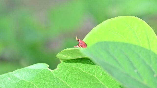 A bright red Kalidasa planthopper nymph. It exhibits a distinctive yellow-tipped snout-like projection, dark eyes, black-accented legs, showcasing vibrant coloration typical of its early development.