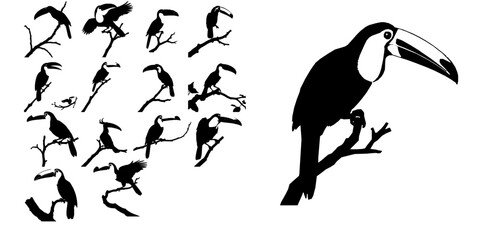 Obraz premium Toucan Perched Silhouette
