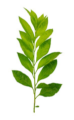 Fototapeta premium green leaf isolated on white