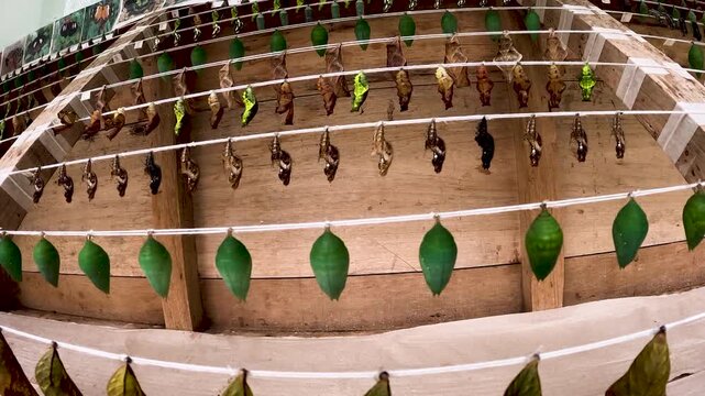 Tropical Butterfly Garden in Ecuador with Green Leaves, Flowering Plants and Butterflies, Biodiversity, Pollination, Nature Tourism and Conservation Scene