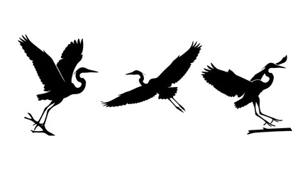 Obraz premium Black Silhouettes of Three Herons or Cranes in Flight and Landing Isolated on White Background
