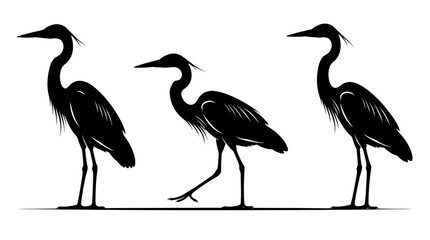 Obraz premium Set of three great blue heron bird silhouettes standing and walking isolated on white background