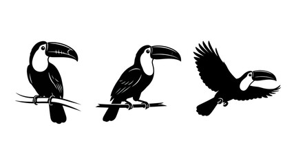 Obraz premium Collection of Toucan Bird Silhouettes Set Isolated on White Background Perched and Flying Poses