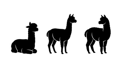 Obraz premium Set of three alpaca silhouettes in different poses including sitting and standing isolated on white