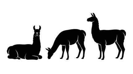 Obraz premium Black Silhouette of Three Llamas or Alpacas in Different Poses Isolated on White Background Vector