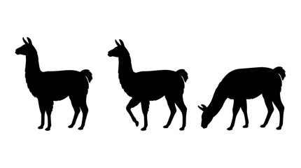 Obraz premium Set of black llama and alpaca silhouettes isolated on white background, standing and grazing poses