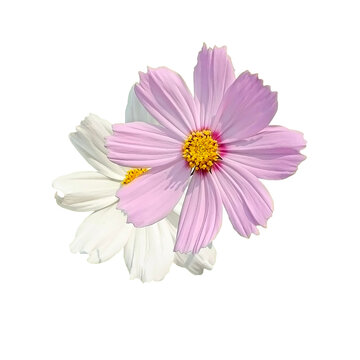 Two pink and white cosmos flowers isolated on a white background with botanical