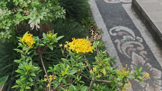 Lime Butterfly Perched on Yellow Ixora Flowers in Garden