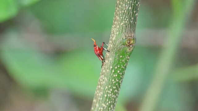 A bright red Kalidasa planthopper nymph. It exhibits a distinctive yellow-tipped snout-like projection, dark eyes, black-accented legs, showcasing vibrant coloration typical of its early development.