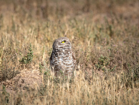 Burrowing Owl on the grass
