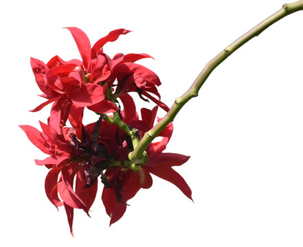 polash  of red flowers