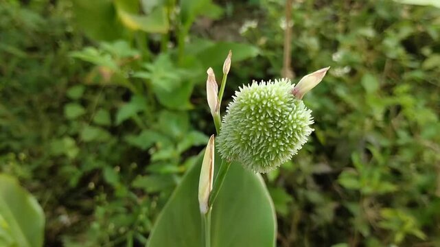 Flower buds of Canna indica (bunga tasbih) growing outdoors