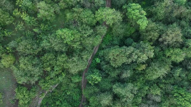 4K Top-Down Drone View of a Forest Road Through Lush Green Woodland.