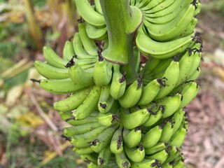 Fresh Green Banana Bunch Growing Naturally on a Tropical Banana Plant © Islam