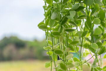 Fresh trailing green vine small succulent leaves hanging outdoors against soft blurred natural background open copy space © NongEngEng