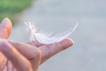 Delicate white feather resting gently human fingertip against soft blurred background symbolizing lightness freedom peace purity fragile beauty © NongEngEng