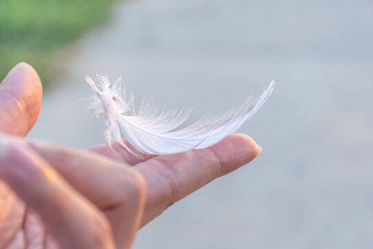 Delicate white feather resting gently human fingertip against soft blurred background symbolizing lightness freedom peace purity fragile beauty