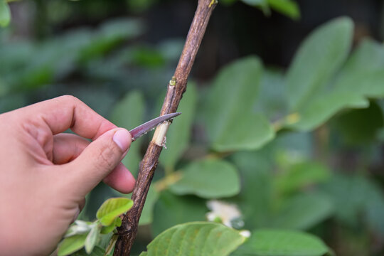 Process of plant marcotting or air layering on a fruit tree branch. grafting Agriculture, plant propagation, and gardening concept.