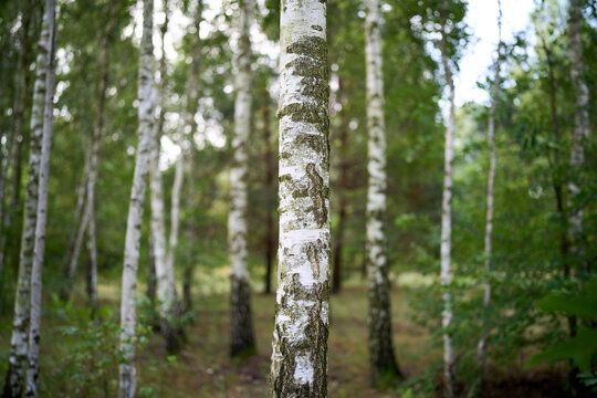 Birch Tree Bark Surface In Woodland Nature Scene
