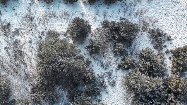 White snow contrasts with dark winter trees