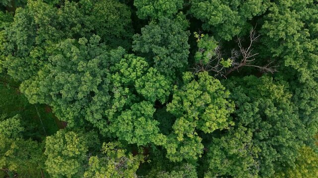 Top-down aerial drone view of dense green forest canopy during summer. Lush treetops create a natural textured landscape showcasing woodland vegetation, biodiversity, and pristine natural environment.