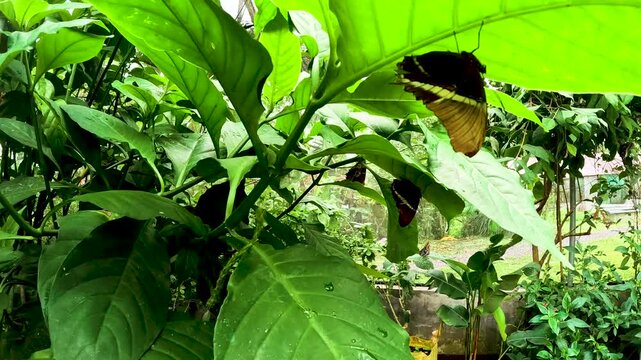 Butterfly Garden in Ecuador with Black Butterfly, Flowering Shrubs, Dense Tropical Plants and Greenhouse Habitat for Biodiversity Conservation
