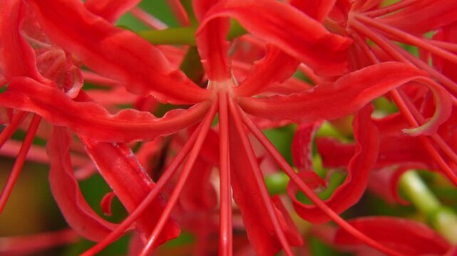 Macro close-up of a brilliant red spider lily (Lycoris radiata) flower