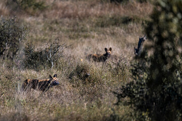 Two African Wild Dogs Standing in Dry Grassland © tony