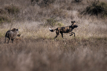 African Wild Dog Running in Dry Grass Savanna Action Shot © tony