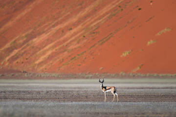 Springbok Standing in Savanna with Sand Dune Background © tony