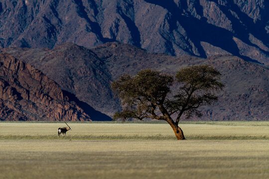Gemsbok Oryx and Lone Acacia Tree in Desert Plain