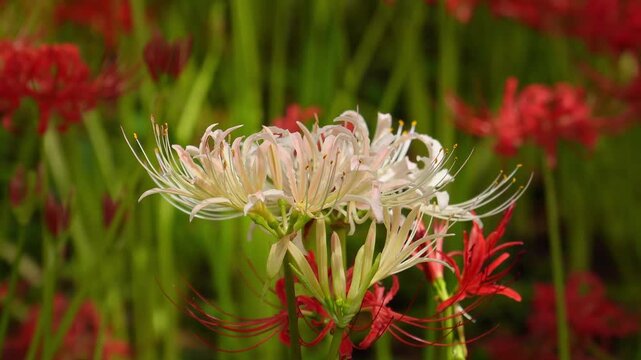 Rare white spider lilies (Lycoris) blooming in a vast field of red spider lilies in autumn