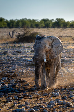 Battle-Scarred African Elephant Covered in Dry Mud