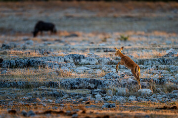 Impala Leaping over Rocky Ground at Sunset © tony