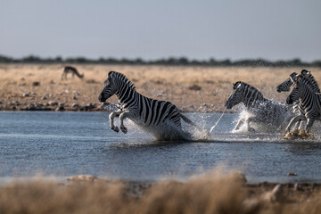 Zebras Running and Splashing through Waterhole © tony