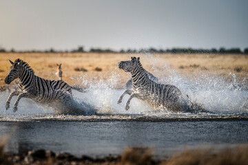 Zebras Galloping through Water causing Big Splashes © tony