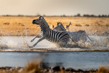 Zebras Sprinting through Waterhole in Etosha © tony