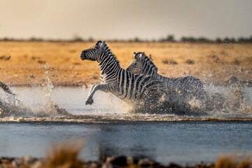 Zebras Running in Waterhole in Golden Sunset Light © tony