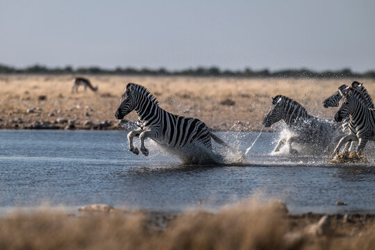 Zebras Running and Splashing through Waterhole