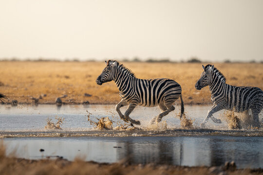 Action Shot of Zebras Running in Waterhole