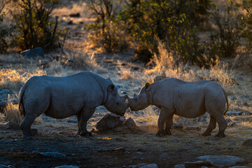 Two Black Rhinoceroses Interacting and Touching Horns © tony