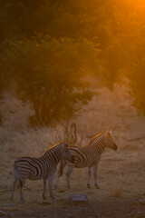 Two Zebras Standing in Grassland at Sunset © tony