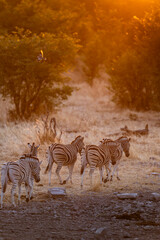 Herd of Zebras Walking at Sunset with Flying Bird © tony