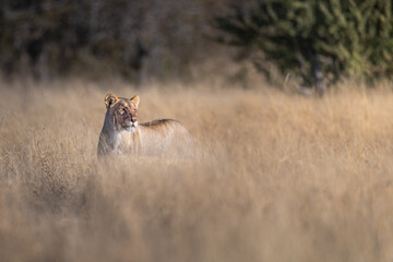 Lioness Standing in Savanna Dry Grass © tony
