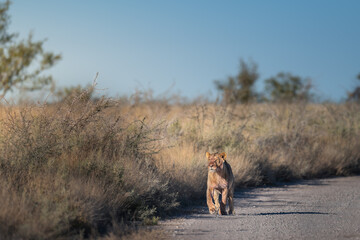 Lioness Walking along Dirt Road in Etosha © tony